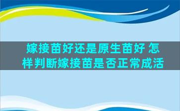 嫁接苗好还是原生苗好 怎样判断嫁接苗是否正常成活